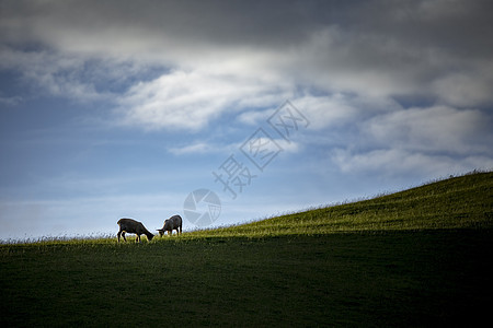 两只羊在绿草地上图片