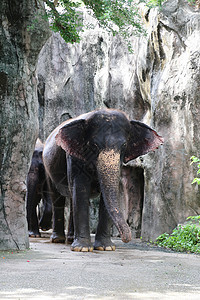 泰国大象展图片
