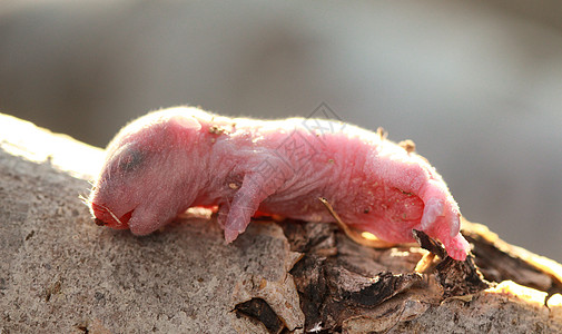 近距离接近小老鼠的宝宝生物新生幼兽动物哺乳动物孵化水平木头荒野宏观图片