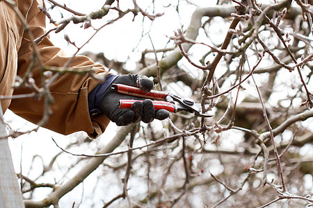保护苹果树绿色手套工人剪刀修剪修枝花园水平园艺家务图片
