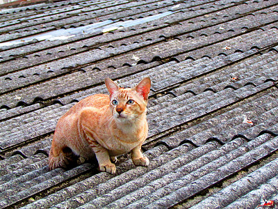 屋顶上的猫咪家猫动物佣人宠物图片