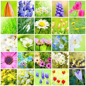 春花拼贴植物群收藏季节花朵正方形花瓣植物季节性框架花园图片