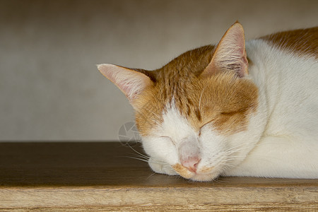 一只可爱的猫 宠物动物灰色说谎小猫虎斑工作室蓝色哺乳动物猫咪毛皮红色图片