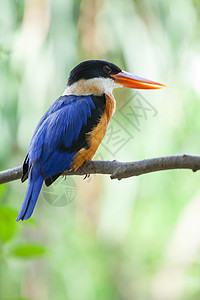 美丽的蓝海王鸟公园翠鸟保护鸟类橙子羽毛荒野野生动物翅膀蓝色图片