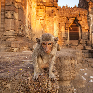 泰国寺庙的婴儿猴子家庭猕猴哺乳动物森林动物动物园荒野毛皮野生动物棕色图片