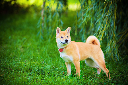 一个绿色花园里的年轻青春褐色家畜犬类脊椎动物主题纯种狗嘴巴动物听力哺乳动物背景图片