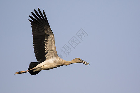 在天空中飞翔的图像 野生动物鸟类脖子白鹳动物群航班动物空气翅膀自由迁移图片