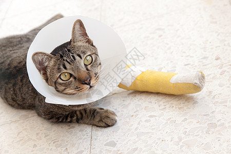 断腿斑点猫投掷医疗衣领夹板帮助锥体哺乳动物电子医院友谊图片