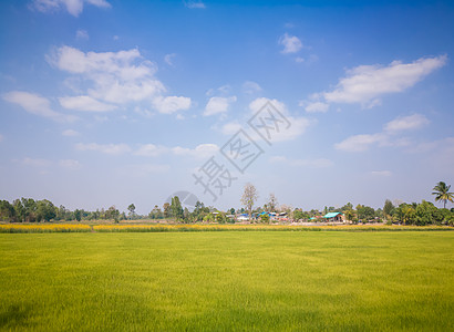 夏季的田地和草原场地绿色收成蓝色植物晴天天空农业草地图片