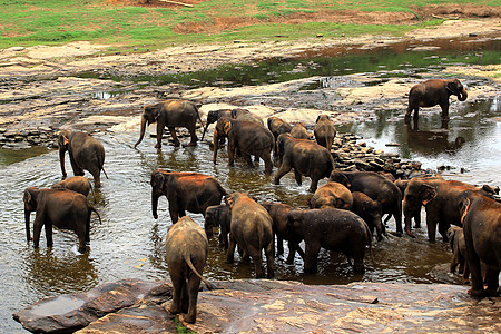 一大群棕大象在河里洗澡动物旅游树干动物园森林热带休息哺乳动物公园环境图片