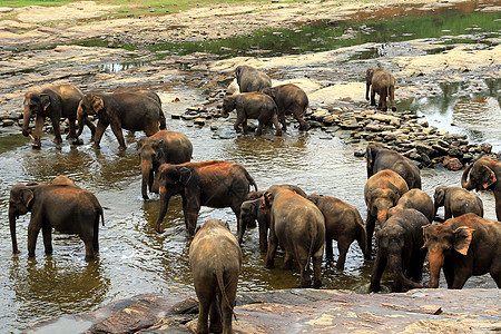 一大群棕大象在河里洗澡环境野生动物蓝色游泳公园树木家庭荒野旅行森林图片