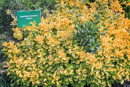 在热带植物的角上 长着日本脊椎树自然保护学习休息花园科学植物群分支机构公园成长盘子图片