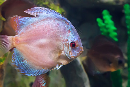 海洋鱼类在水族馆游泳盐水生活食物大眼睛海鱼粉色珊瑚多样性蓝色热带鱼图片