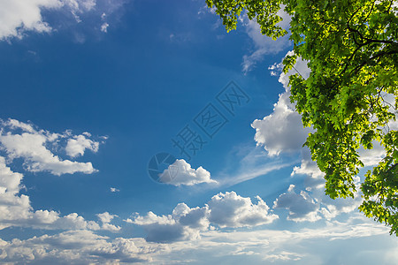 天空背景 有云彩和映形树枝背景图片