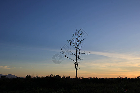 国家公园萨凡纳的黎明旅游阳光太阳日出灌木丛热带环境公园树木日落图片