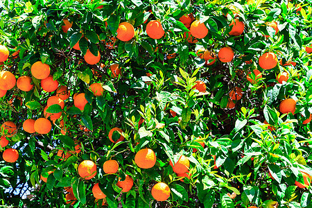 树上的橙子花园种植园农业农作物树叶生长树木生产农场收成图片