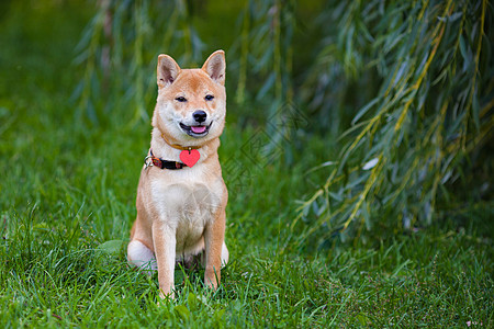 一个绿色花园里的年轻青春主题纯种狗动物警觉家畜脊椎动物褐色嘴巴宠物听力图片