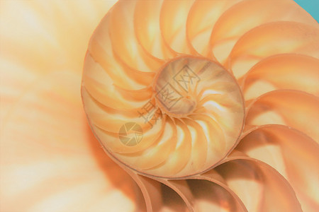 Fibonacci对称跨段螺旋结构螺旋结构增长金比曲线宏观黄金科学比例螺旋漩涡生长几何学动物图片