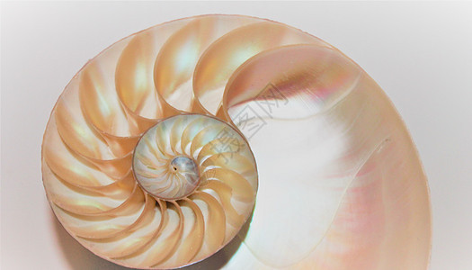 Fibonacci对称跨段螺旋结构螺旋结构增长金比黄金动物漩涡螺旋数字科学比例生长几何学宏观背景图片