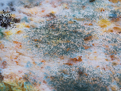切片面包上的蘑菇和霉菌显微镜食物细菌腐烂生物学衰变绿色黑色小麦疾病图片