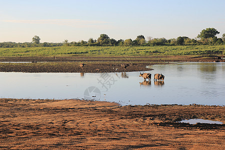 在水中栖息的小群野生水牛荒野旅行喇叭绿色公园配种动物作品国家旅游图片