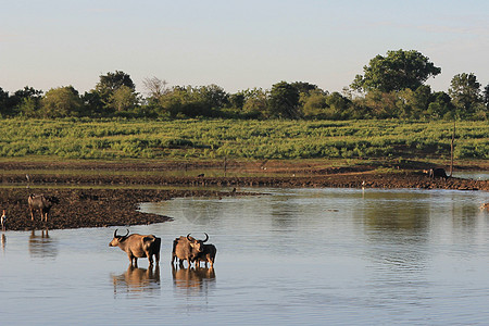 在水中栖息的小群野生水牛奶牛荒野旅行作品动物野生动物旅游绿色配种喇叭图片
