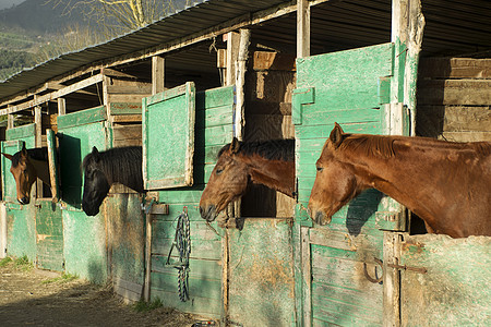 马的旧马匹稳定老马乐趣良种牧场宠物木头栅栏马术乡村爱好动物图片