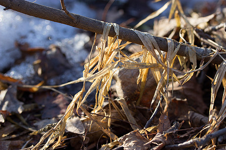 干草和雪地日落太阳草原草地生长手杖寒意树叶地平线植物图片
