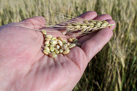 农艺家拿着粮食种子农业玉米收成面包小麦植物乡村场地手指图片