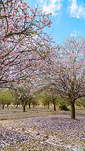 花园 有开花果树果园花瓣阳光花朵蓝色粉色树木空气农业绿色图片