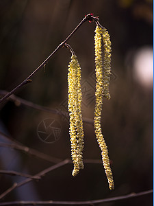 欧洲哈兹花朵植物花园圆柱形灌木黄色季节榛子棕色男性花粉图片