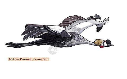 非洲高架起重鸟鸟类调节器荒野翅膀野生动物灰色羽毛白色动物群插图图片
