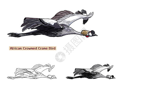 非洲高架起重鸟灰色荒野调节器动物绘画白色黑色野生动物翅膀羽毛图片