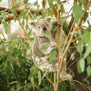 Koala在一棵叶树上动物园哺乳动物桉树苏醒毛皮衬套考拉野生动物灰色耳朵图片