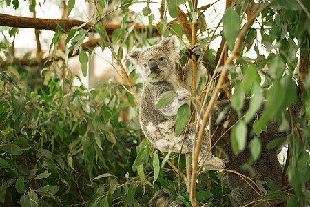 Koala在一棵叶树上毛皮苏醒灰色考拉动物群野生动物哺乳动物衬套桉树动物园图片