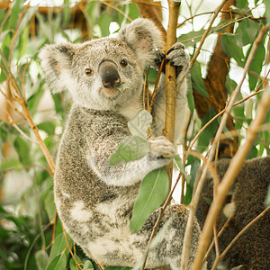 Koala在一棵叶树上毛皮衬套耳朵哺乳动物动物群动物园野生动物考拉苏醒灰色图片