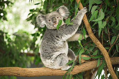 Koala在一棵叶树上动物园哺乳动物桉树衬套耳朵考拉动物群灰色野生动物毛皮图片