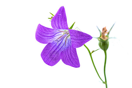 白色背景的紫铃花朵图片