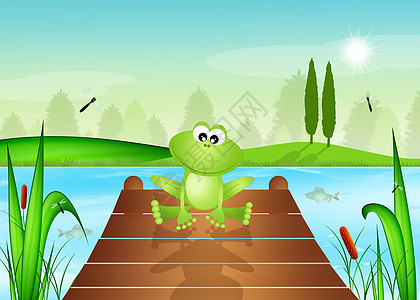 池塘中的青蛙两栖绿色插图动物沼泽闲暇蜻蜓野营图片