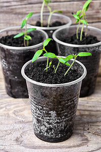 塑料杯中的幼苗培育地球生活植被植物生长园艺草本植物地面种植园图片