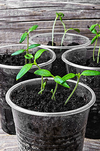 塑料杯中的幼苗生活地面种植园农场移植栽培生态季节地球花盆图片