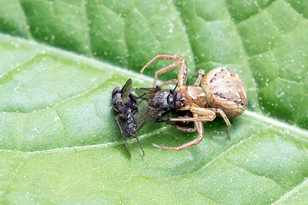 棕蜘蛛和被捕获的苍蝇在叶子上猎人信仰蜘蛛宏观昆虫网络捕手棕色生长运气图片