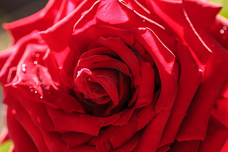 红玫瑰花盛开玫瑰花瓣花园植物图片