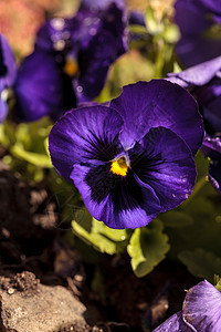 色彩多彩的花朵植物水仙花中提琴黄色紫色橙子白色三色粉色花园图片