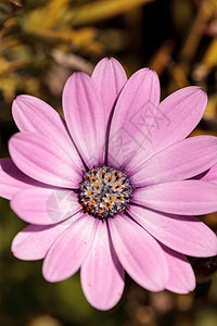 非洲水稻骨质骨质细胞 贝克隆尼斯大型项目白色粉色花瓣紫色宏观植物花粉雏菊图片
