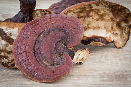 木制蘑菇上漆棕色食物药品草本蔬菜培育侧耳农场农业图片