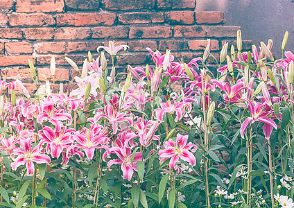 粉红百合花 有旧砖墙老旧风格花束美丽植物群百合花园粉红色花瓣植物绿色季节背景图片