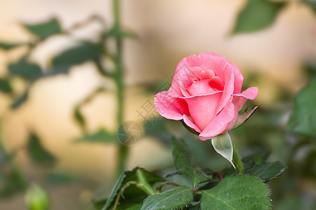 粉红玫瑰花花园艺日光绿色女性化花园发芽树叶粉色植物群花瓣图片