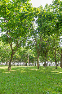 公共绿色公园木头丛林花园生长树干雨林季节荒野森林热带图片