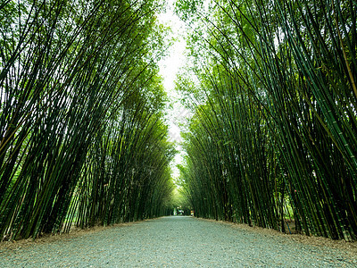 竹木隧道和人行道场地花园叶子竹子旅行森林地标公园植物绿色图片